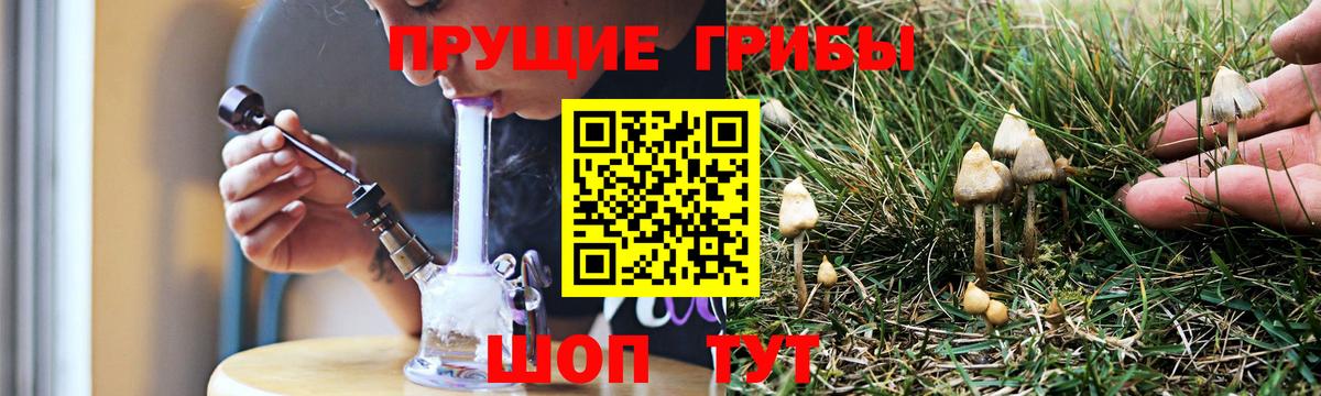Кинель  Галлюциногенные грибы прущие грибы  Вход с VPN  Галлюциногенные грибы мицелий 